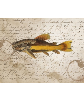 Letter Fish