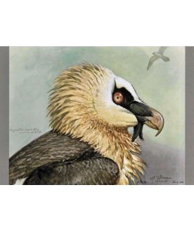 Ptaszor Bearded Vulture