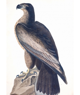 Ptaszor Bird of Washington