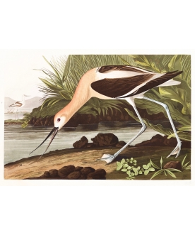 Ptaszor Bird-Avocet