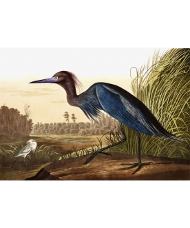 Ptaszor Blue Heron
