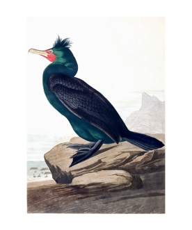 Ptaszor Crested Cormorant