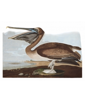 Ptaszor Pelican